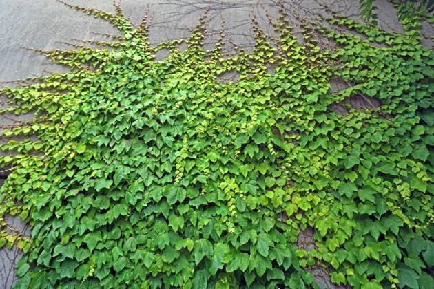 Climbing shrubs for facade greening The three-lobed maidenhair vine, also called three-pointed maidenhair vine, is often used for facade greening.