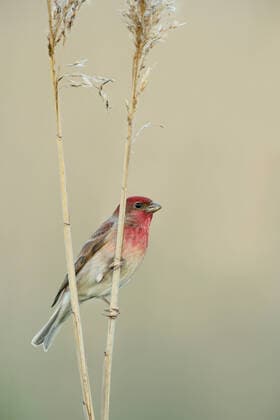 Creative Highlights World leuchtend roter Kopf... Karmingimpel ( Carpodacus erythrinus ), männlicher Vogel sitzt auf Schilfhalmen, sehr schöner eher seltener, unverwechselbarer heimischer Singvogel, Finkenart, Lebensraum lichte Baumlandschaft mit dichtem Strauchbewuchs, Bruchwal Male Common Rosefinch ( Carpodacus erythrinus ) in breeding dress perched on reed stem, nice colored clean background, wildlife, Europe. Nordrhein-Westfalen Deutschland, Westeuropa