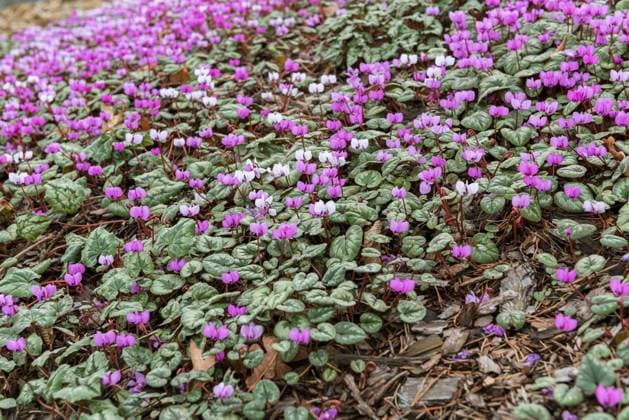 Vorfruehlings-Alpenveilchen, Vorfruehlingsalpenveilchen, Kos-Alpenveilchen, Kosalpenveilchen (Cyclamen coum), bluehender Bestand eastern cyclamen (Cyclamen coum), flowering BLWS647424 *** Early cyclamen, early alpine violet, Kos cyclamen, Kos alpine violet Cyclamen coum , flowering stock eastern cyclamen Cyclamen coum , flowering BLWS647424 Copyright: xblickwinkel McPHOTO H.-R.xMuellerx