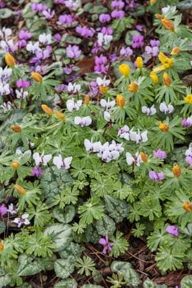 Vorfruehlings-Alpenveilchen, Vorfruehlingsalpenveilchen, Kos-Alpenveilchen, Kosalpenveilchen, Album (Cyclamen coum Album , Cyclamen coum Album), weissbluehende Sorte Album eastern cyclamen (Cyclamen coum Album , Cyclamen coum Album), white flowering cultivar Album BLWS647422 *** Early cyclamen, early alpine violet, Kos alpine violet, Kos alpine violet, Album Cyclamen coum Album , Cyclamen coum Album , white flowering cultivar Album eastern cyclamen Cyclamen coum Album , Cyclamen coum Album , white flowering cultivar Album BLWS647422 Copyright: xblickwinkel McPHOTO H.-R.xMuellerx