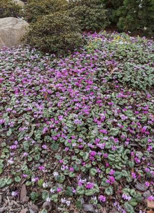 Vorfruehlings-Alpenveilchen, Vorfruehlingsalpenveilchen, Kos-Alpenveilchen, Kosalpenveilchen (Cyclamen coum), bluehender Bestand eastern cyclamen (Cyclamen coum), flowering BLWS647425 *** Early cyclamen, early alpine violet, Kos cyclamen, Kos alpine violet Cyclamen coum , flowering eastern cyclamen Cyclamen coum , flowering BLWS647425 Copyright: xblickwinkel McPHOTO H.-R.xMuellerx