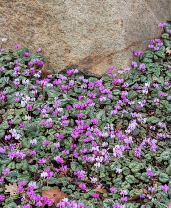 Vorfruehlings-Alpenveilchen, Vorfruehlingsalpenveilchen, Kos-Alpenveilchen, Kosalpenveilchen (Cyclamen coum), bluehender Bestand eastern cyclamen (Cyclamen coum), blooming, Germany BLWS647426 *** Early alpine violet, Kos alpine violet, Kos alpine violet Cyclamen coum , blooming stand eastern cyclamen Cyclamen coum , blooming, Germany BLWS647426 Copyright: xblickwinkel McPHOTO H.-R.xMuellerx