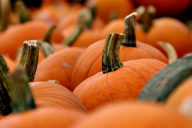 IMAGO Creative: Clickbait, Rezepte und Kochen Gartenkuerbis, Garten-Kuerbis, Sommerkuerbis, Sommer-Kuerbis, Speisekuerbis, Speise-Kuerbis (Cucurbita pepo), viele reife Kuerbisse marrow, field pumpkin (Cucurbita pepo), many ripe pumpkins BLWS647320 *** Garden pumpkin, garden squash, summer pumpkin, summer squash, edible pumpkin, edible pumpkin Cucurbita pepo , many ripe pumpkins marrow, field pumpkin Cucurbita pepo , many ripe pumpkins BLWS647320 Copyright: xblickwinkel McPHOTO A.xSchauhuberx