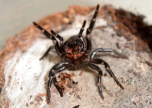 DANGEROUS ANIMALS EXHIBIT SYDNEY, A female Sydney Funnel Web spider is seen at WILD LIFE Sydney Zoo, as part of the zoo s Dangerous and Deadly exhibit, in Sydney, Wednesday, Sept. 11, 2013. ( NO ARCHIVING, EDITORIAL USE ONLY, NO USE IN BOOKS WITHOUT CONSENT Sydney NSW AUSTRALIA  Copyright: xDANxHIMBRECHTSx 20130911000786659860