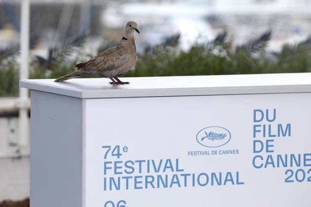 A pigeon at the photocall for the feature film France at the Festival de Cannes 2021 74 Cannes International Film Festival at the Palais des Festivals Cannes, 16 07 2021 Foto:xD.xBedrosianx xFuturexImage