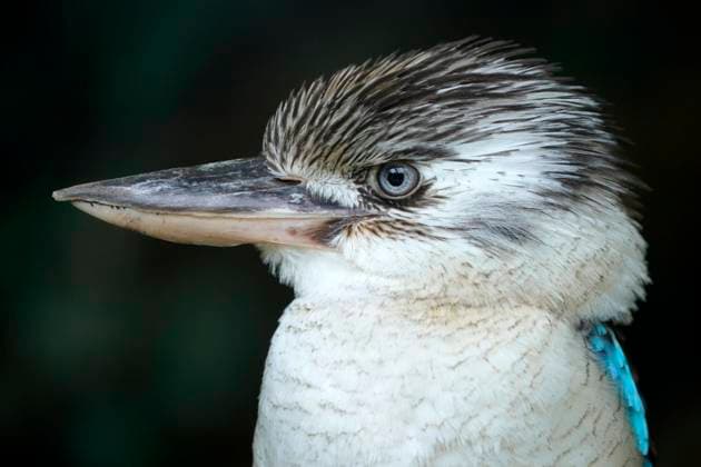  Haubenliest (Dacelo leachii) Blauflügelkookaburra, Tierporträt, Lebensraum Australien, Captive, Deutschland, Europa *** Crested Kingfisher Dacelo leachii Blue-winged Kookaburra, Animal portrait, Habitat Australia, Captive, Germany, Europe Copyright: imageBROKER/RonaldxWittek ibxron06967744.jpg