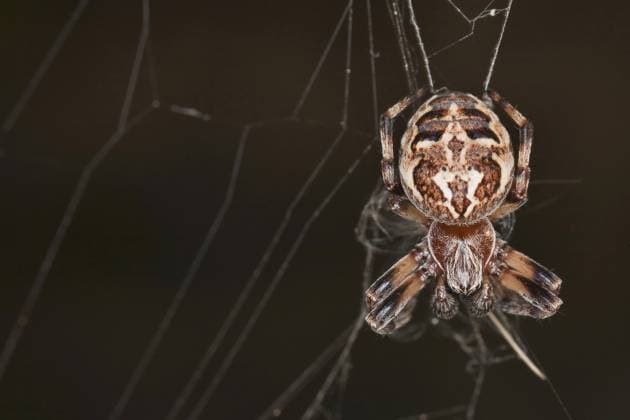 Schilfradspinne, Schilfrad-Spinne, Schildkreuzspinne, Schild-Kreuzspinne (Larinioides cornutus, Araneus cornutus), im Netz, Oesterreich Furrow spider, Furrow Orbweaver Spider (Larinioides cornutus, Araneus cornutus), in its web, Austria BLWS647683 *** Reed wheel spider, Reed wheel spider, Shield cross spider, Shield cross spider Larinioides cornutus, Araneus cornutus , in its web, Austria Furrow spider, Furrow Orbweaver Spider Larinioides cornutus, Araneus cornutus , in its web, Austria BLWS647683 Copyright: xblickwinkel McPHOTO A.xSchauhuberx