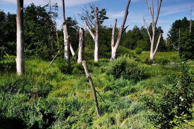  Ohraue mit abgestorbenen Bäumen, Grünland im Drömling, Niederungsmoor, Niederungsgebiet, Biosphärenreservat, Naturschutzgebiet, Kolonnenweg, Lochplattenweg, innerdeutsche Grenzanlage, Grünes Band, Grenzweg, Wendischbrome, Gemeinde Jübar, Altmarkk *** Ohraue with dead trees, grassland in the Drömling, lowland moor, lowland area, biosphere reserve, nature reserve, Kolonnenweg, Lochplattenweg, inner-German border installation, Grünes Band, border path, Wendischbrome, Jübar community, Altmarkk Copyright: imageBROKER/RolandxMarske iblrdm06953915.jpg