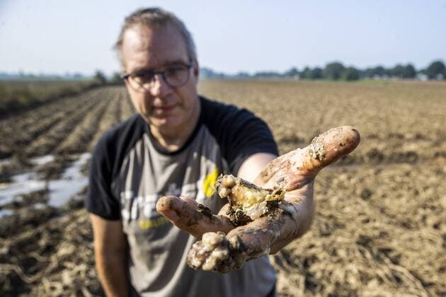 LOTTUM A farmer shows his failed crop of potatoes on a flooded field in Limburg The potatoes are already rotting in the ground Due to the floods and heavy rainfall, several crops have drowned ANP VINCENT JANNINK  Copyright: xHollandsexHoogtex xxANPx x434201833x