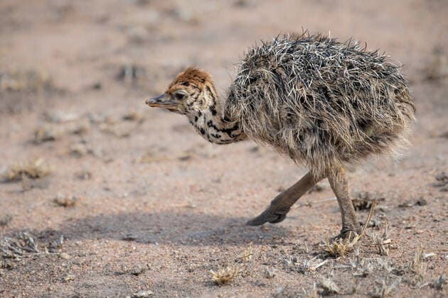 An ostrich chick, Struthio camelus australis, walking Londolozi Game Reserve,South Africa,An ostrich chick, Struthio camelus australis, walking  An ostrich chick, Struthio camelus australis, walking