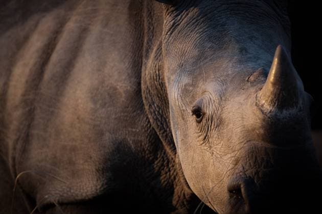 The head and side body of a white rhino, Ceratotherium simum Londolozi Game Reserve,South Africa,The head and side body of a white rhino, Ceratotherium simum  The head and side body of a white rhino, Ceratotherium simum