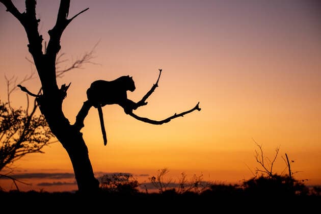 The silhouette of a leopard, Panthera pardus, during sunset lying in a tree, tail hanging down Londolozi Game Reserve,South Africa,The silhouette of a leopard, Panthera pardus, during sunset lying in a tree, tail hanging down  The silhouette of a leopard, Panthera pardus, during sunset lying in a tree, tail hanging down
