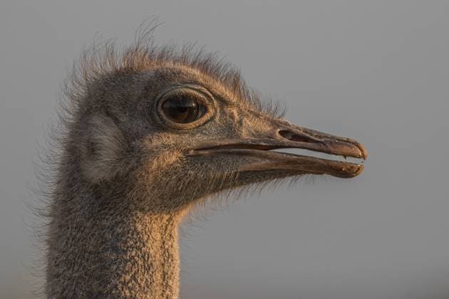 The head of an ostrich, Struthio camelus, side profile. Londolozi Game Reserve,South Africa,The head of an ostrich, Struthio camelus, side profile.  The head of an ostrich, Struthio camelus, side profile.