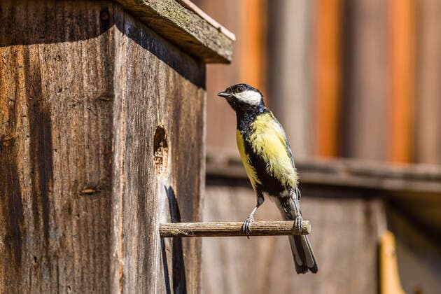 Eine Kohlmeise (Parus major) sitzt am Eingang seines Vogelhäuschen in einem Garten. Leutkirch, Baden Württemberg, Deutschland Eine Kohlmeise vor seinem Häuschen *** A great tit Parus major sits at the entrance of his bird house in a garden Leutkirch, Baden Württemberg, Germany A great tit in front of his bird house
