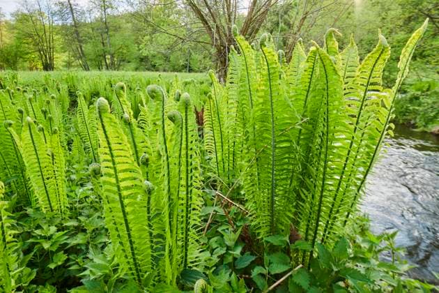Echter Wurmfarn (Dryopteris filix-mas) wächst an einem kleinen Bach, Bayern, Deutschland, Europa *** True worm fern Dryopteris filix mas growing along a small stream, Bavaria, Germany, Europe Copyright: imageBROKER Davidx&xMichaxSheldon ibxshe06967427.jpg