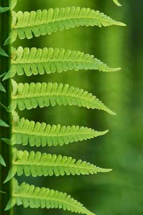 Echter Wurmfarn (Dryopteris filix-mas), Detail, Bayern, Deutschland, Europa *** Worm fern Dryopteris filix mas , Detail, Bavaria, Germany, Europe Copyright: imageBROKER Davidx&xMichaxSheldon ibxshe06967707.jpg