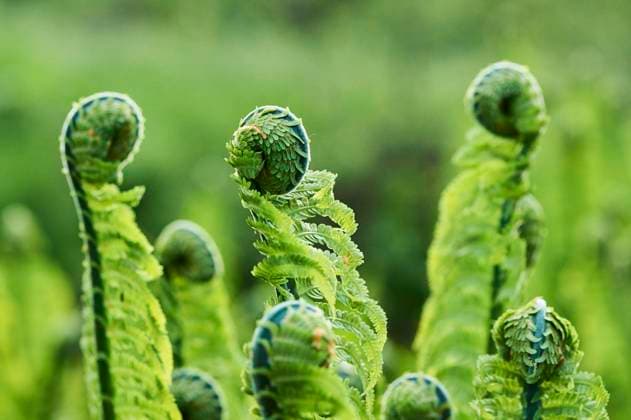 Echter Wurmfarn (Dryopteris filix-mas), Detail, Bayern, Deutschland, Europa *** Worm fern Dryopteris filix mas , Detail, Bavaria, Germany, Europe Copyright: imageBROKER Davidx&xMichaxSheldon ibxshe06967708.jpg