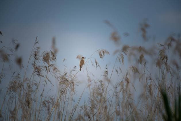 Teichrohrsänger (Acrocephalus scirpaceus) Prignitz, Brandenburg, Deutschland, Europa *** Reed Warbler Acrocephalus scirpaceus Prignitz, Brandenburg, Germany, Europe Copyright: imageBROKER AnjaxTobien ibxtob06971984.jpg