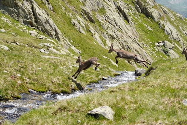 Foto Manuel Geisser 23.07.2021 Wildtiere Schweiz. Bild : Zwei Gaemse Gemse springen ueber Bergbach. Nufenenpass *** Photo Manuel Geisser 23 07 2021 Wildlife Switzerland Picture Two chamois jumping over mountain stream Nufenenpass 
