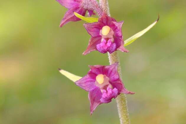  Braunrote Stendelwurz (Epipactis atrorubens), Blüten einer Orchidee, Eifel, Nordrhein-Westfalen, Deutschland, Europa *** Brown-red hellebore Epipactis atrorubens , Flowers of an orchid, Eifel, North Rhine-Westphalia, Germany, Europe Copyright: imageBROKER/FriedhelmxAdam ibxada06973226.jpg