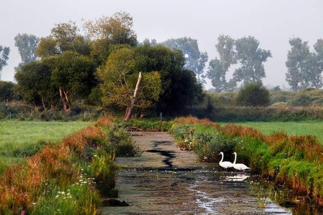  Grünland im Drömling, Schwäne im Entwässerungsgraben, Olor, Niederungsmoor, Niederungsgebiet, Biosphärenreservat, Naturschutzgebiet, Kolonnenweg, Lochplattenweg, innerdeutsche Grenzanlage, Grünes Band, Grenzweg, bei Oebisfelde, Landkreis Börde *** Grassland in the Drömling, swans in the drainage ditch, Olor, lowland moor, lowland area, biosphere reserve, nature reserve, Kolonnenweg, Lochplattenweg, inner-German border installation, Grünes Band, border path, near Oebisfelde, Börde district Copyright: imageBROKER/RolandxMarske ibxrdm06953882.jpg