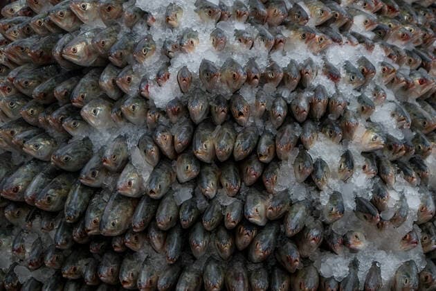 Bangladesh: After the 65-day long ban on catching fish After a 65-day ban, fishermen have started fishing in the Bay of Bengal. The government has put in the restriction since 2015 to ensure proper breeding. Fishers across the country have ventured out with their net after the 65-day long ban on catching Hilsa at sea.These photos were taken from Chattogram city’s Fishery Ghat area. Chittagong 84 Bangladesh Copyright: ShaownxChowdhury