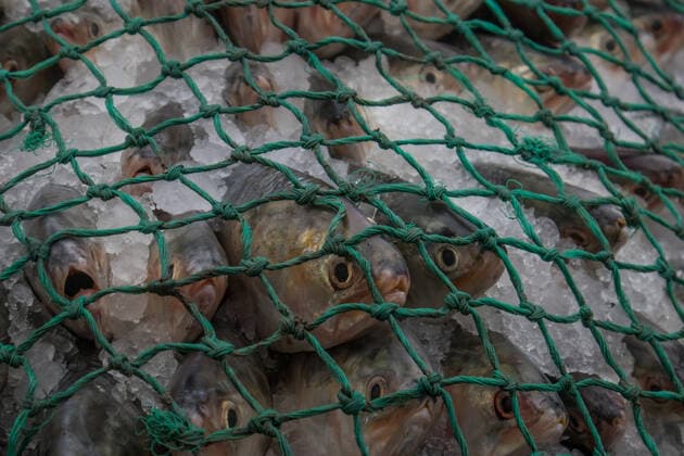 Bangladesh: After the 65-day long ban on catching fish After a 65-day ban, fishermen have started fishing in the Bay of Bengal. The government has put in the restriction since 2015 to ensure proper breeding. Fishers across the country have ventured out with their net after the 65-day long ban on catching Hilsa at sea.These photos were taken from Chattogram city’s Fishery Ghat area. Chittagong 84 Bangladesh Copyright: ShaownxChowdhury