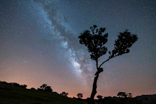 Lone tree under the bright Milky Way at night, forest of Fanal, Madeira island, Portugal, Atlantic, Europe Copyright: RobertoxMoiola 1179-5192