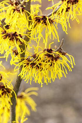 Creative Highlights World Hybrid-Zaubernuss, Hybridzaubernuss, Barmstedt Gold (Hamamelis intermedia Barmstedt Gold , Hamamelis x intermedia Barmstedt Gold ), bluehend, Sorte Barmstedt Gold Witch hazel (Hamamelis intermedia Barmstedt Gold , Hamamelis x intermedia Barmstedt Gold ), blooming, cultivar Barmstedt Gold BLWS648077 *** Hybrid witch hazel, hybrid witch hazel, Barmstedt Gold Hamamelis intermedia Barmstedt Gold , Hamamelis x intermedia Barmstedt Gold , flowering, cultivar Barmstedt Gold Witch hazel Hamamelis intermedia Barmstedt Gold , Hamamelis x intermedia Barmstedt Gold , blooming, cultivar Barmstedt Gold BLWS648077 Copyright: xblickwinkel McPHOTO H.-R.xMuellerx