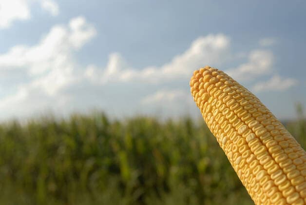 Mais (Zea mays), Maiskolben, Deutschland Indian corn, maize (Zea mays), maize-cob, Germany BLWS648725 *** Maize Zea mays , maize cob, Germany Indian corn, maize Zea mays , maize cob, Germany BLWS648725 Copyright: xblickwinkel McPHOTO B.xLeitnerx
