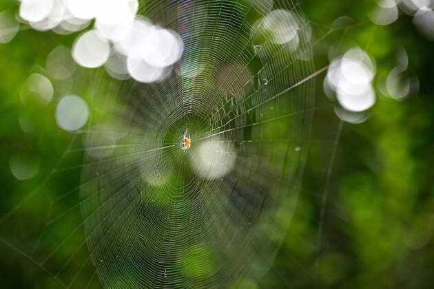 Creative Highlights World Eine Spinne im Spinnennetz hat ihr Netz in einem Fensterrahmen zum Beutefang vorbereitet. *** A spider in a spider web has prepared its web in a window frame to catch prey