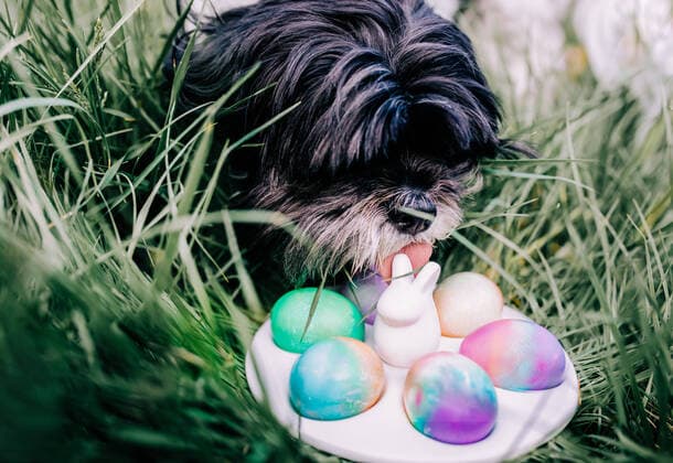 Fluffy Black and White Dog Licks Easter Eggs on Rabbit Dish on Grass Nevada City, CA, United States CR_LEVO210216C-646014-01