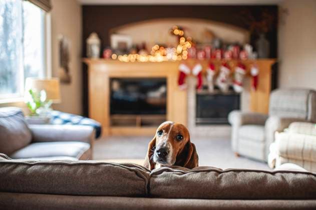 Basset hound dog peeks head over couch in living room at home Grimes, IA, United States CR_LIPF210212A-629570-01
