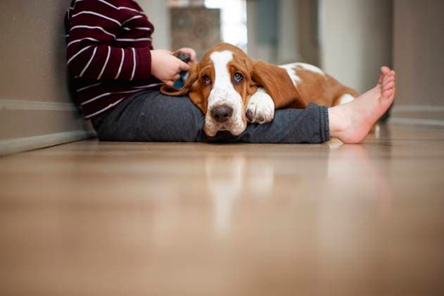 IMAGO Creative: Dichotomien, Generationen Basset hound puppy dog lays on child s legs on the floor at home Grimes, IA, United States CR_LIPF210212B-629683-01 ,model released, Symbolfoto