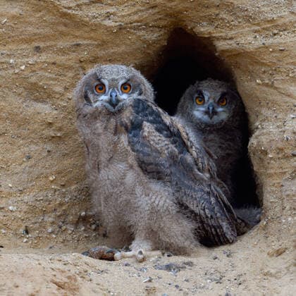 Creative Highlights World zwei Augenpaare... Europäischer Uhu ( Bubo bubo ), einheimische Eulen, zwei halbstarke Jungvögel in der Mauser am Eingang zu ihrer Bruthöhle in einer Sandgrube schauen direkt in die Kamera *** Eurasian Eagle Owls ( Bubo bubo ), two chicks, standing together in the entrance of their nesting site, wildlife, Europe. Nordrhein-Westfalen Deutschland, Westeuropa