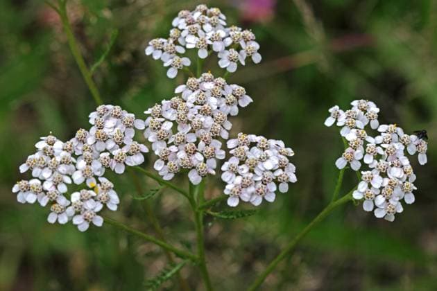 Wildblumen zur Blütezeit Die Wiesen-Schafgarbe zur Blütezeit im Sommer *** Wildflowers in bloom The meadow yarrow in bloom in summer