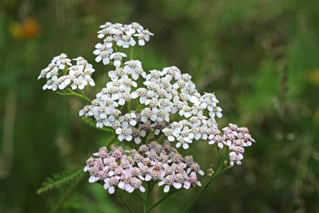 Wildblumen zur Blütezeit Die Wiesen-Schafgarbe zur Blütezeit im Sommer *** Wildflowers in bloom The meadow yarrow in bloom in summer