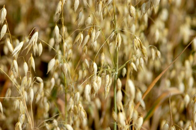 IMAGO Nature: Unsere Erde, Klimawandel, Ernährung, Pflanzen der Zukunft, Hafer Saat-Hafer, Saathafer, Hafer, Echter Hafer (Avena sativa), reifer Hafer, Deutschland Cultivated oat, Common oat (Avena sativa), ripe oat, Germany BLWS648753 *** Cultivated oat, Common oat Avena sativa , ripe oat, Germany BLWS648753 Copyright: xblickwinkel McPHOTO B.xLeitnerx