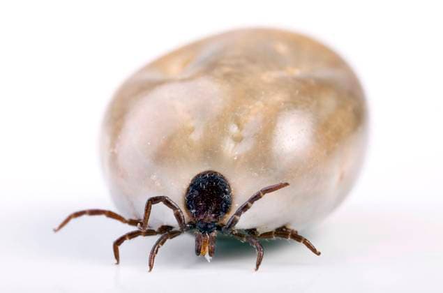 Zecke, Gemeiner Holzbock (Ixodes ricinus), vollgesogene Zecke, Vorderansicht European castor bean tick, European sheep tick (Ixodes ricinus), full of blood tick, front view BLWS648865 *** Tick, common wood tick Ixodes ricinus , full of blood tick, front view European castor bean tick, European sheep tick Ixodes ricinus , full of blood tick, front view BLWS648865 Copyright: xblickwinkel McPHOTO A.xSchauhuberx