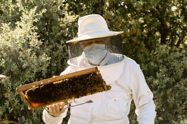 IMAGO Creative: UN Welt-Habitat-Tag am 3. Oktober Male beekeeper in protective costume and face mask examining honeycomb with bees while working in apiary in sunny summer day, Model released AlvaroSanchez_AlejandroBeekeeper_34.jpg Copyright: xAlvaroxSanchezx MR