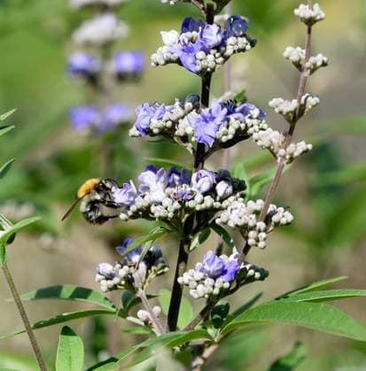 Moenchspfeffer, Vitex agnus ist eine wichtige Heilpflanze und wird auch in der Medizin verwendet. Moenchspfeffer, Vitex agnus is an important medicinal plant and is also used in medicine. Moenchspfeffer, Vitex agnus, castus *** Moenchspfeffer, Vitex agnus is an important medicinal plant and is also used in medicine Moenchspfeffer, Vitex agnus is an important medicinal plant and is also used in medicine Moenchspfeffer, Vitex agnus, castus