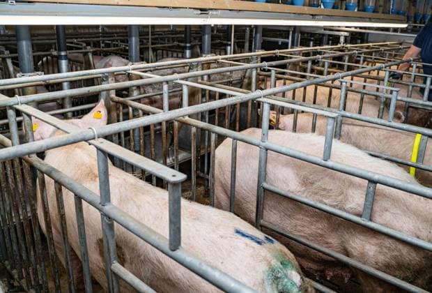 Schweinezucht - besamen von Sauen, rauschende Sauen stehen im Besamungskastenstand. Während der Rausche und einige Tage danach werden die Sauen im Belegstall in Kastenständen fixiert, da sie sich sonst durch gegenseitiges Aufspringen mit anderen Sauen verletzen können. Auch ist das Risiko hoch, das die Befruchtung fehl schlägt, wenn die Tiere zu früh wieder frei laufen können, denn durch die Unruhe und das gegenseitige Bespringen und Stimulieren (Flankenstoß) ist die Befruchtung stark gefährdet. Landwirtschaftliches Symbolfoto. Region Weser-Ems Niedersachsen Deutschland *** Pig breeding inseminating sows, rushing sows stand in the insemination crate stall During the rushing and some days afterwards the sows are fixed in the crate s