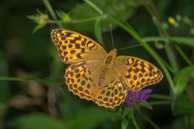  Kaisermantel (Argynnis paphia) Weibchen mit Normalfärbung auf einer Blüte, Baden-Württemberg, Deutschland, Europa *** Emperor cloak Argynnis paphia female with normal coloration on a flower, Baden Württemberg, Germany, Europe Copyright: imageBROKER/HansxLang ibxhlu07124504.jpg