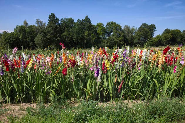 Nature Art Gladiolus Bodypainting and Photoshooting with Model Christina on a flower field Behrensen, 17 08 2021 Bodyart Artist Jörg Düsterwald Foto:xA.xGrosse-Strangmannx xFuturexImage