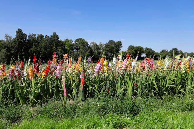 Nature Art Gladiolus Bodypainting and Photoshooting with Model Christina on a flower field Behrensen, 17 08 2021 Bodyart Artist Jörg Düsterwald Foto:xA.xGrosse-Strangmannx xFuturexImage