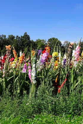 Nature Art Gladiolus Bodypainting and Photoshooting with Model Christina on a flower field Behrensen, 17 08 2021 Bodyart Artist Jörg Düsterwald Foto:xA.xGrosse-Strangmannx xFuturexImage