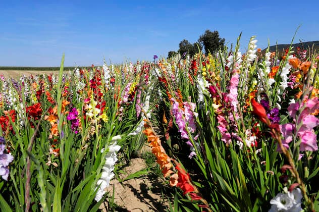 Nature Art Gladiolus Bodypainting and Photoshooting with Model Christina on a flower field Behrensen, 17 08 2021 Bodyart Artist Jörg Düsterwald Foto:xA.xGrosse-Strangmannx xFuturexImage