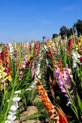 Nature Art Gladiolus Bodypainting and Photoshooting with Model Christina on a flower field Behrensen, 17 08 2021 Bodyart Artist Jörg Düsterwald Foto:xA.xGrosse-Strangmannx xFuturexImage