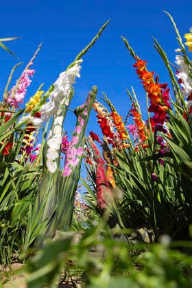 Nature Art Gladiolus Bodypainting and Photoshooting with Model Christina on a flower field Behrensen, 17 08 2021 Bodyart Artist Jörg Düsterwald Foto:xA.xGrosse-Strangmannx xFuturexImage