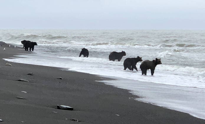 Bilder des Jahres 2021, Entertainment 08 August Entertainment Themen der Woche KW33 Russland, BÃ¤ren jagen Fisch im Ochotskischen Meer auf der Insel Sachalin SAKHALIN REGION, RUSSIA â€“ AUGUST 15, 2021: Brown bears catch fish in the Sea of Okhotsk. According to the Sakhalin Environment Watch local non-governmental organization, there is a shortage of spawning pink salmon in rivers, making brown bears gather at river mouths, which is not common for this time of year. Dmitry Lisitsyn Sakhalin Environment Watch TASS  TS10CE23